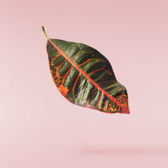 beautiful fresh green Codiaeum leaves © Agave Studio