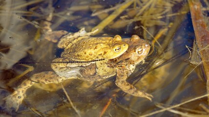 Common or European toad brown colored, Mating toads