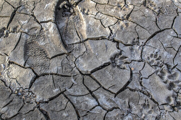 Dry, cracked earth texture with footprints in it