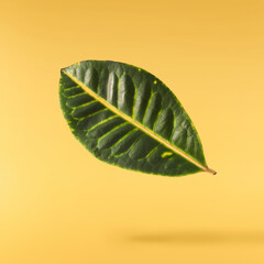 beautiful fresh green Codiaeum leaves © Agave Studio