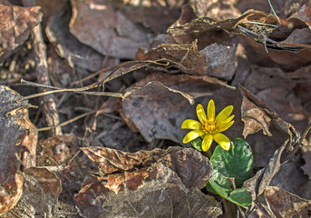 Little, yellow flower among the dry leaves on the ground