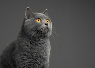 Cute british shorthair cat on grey background