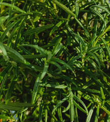 green rosemary bush in kitchen close up selectiv focus