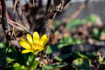 yellow daisy, close-up macro. Photo taken in its natural environment.