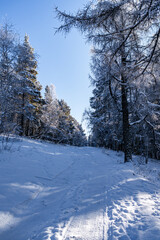 sunny winter day in mongolia. forest covered with snow. 