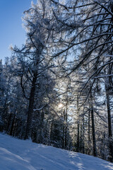 Obraz premium sunny winter day in mongolia. forest covered with snow. 