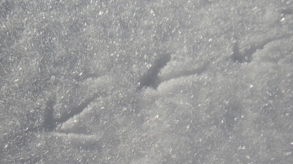 Fototapeta premium footprints