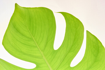 beautiful fresh green monstera leaves macro