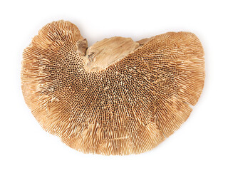 Nahaufnahme eines getrockneten Baumpilz