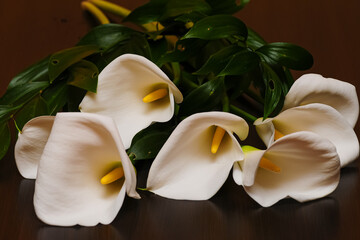 White calla lilies, over black background, in soft focus