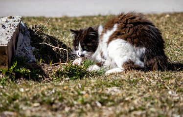 Stray cat resting in the park, the cat in white and gray colors.
