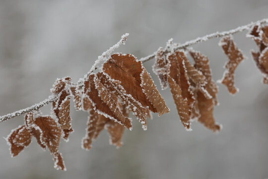 Winter frozen leaves close-up with the snow isolated