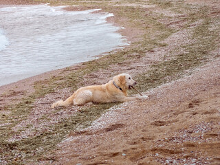 White golden labrador retriever dog on the beach