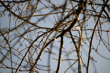 branches against sky