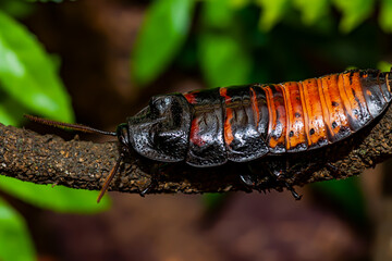 Madagascar hissing cockroach. Gromphadorhina portentosa , also known as the Madagascar giant...