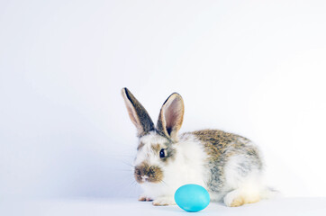 Lively little cute rabbit on a white background.