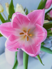 pink tulip petals close up in pink vase