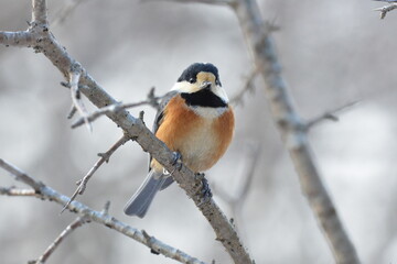 真冬の北海道の森の中、囀るヤマガラ