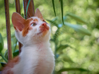 Kitten playing in the garden.