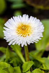 Sunny bellis daysi flower close-up, selective focus, shallow DOF