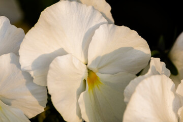 Close-up (macro shot) white flower pansies. 'In Full Bloom'