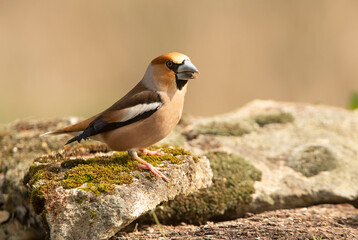 Male Hawfinch in breeding plumage with first morning light