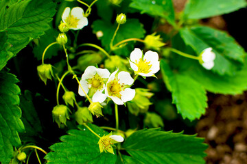 Bright blooming strawberry in the garden. Growing farmer eco strawberries.