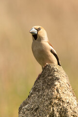 Female hawfinch in rutting plumage with first morning light in her breeding territory