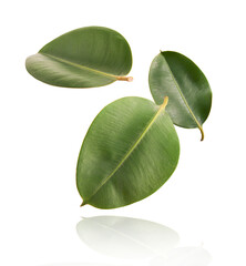 beautiful fresh green ficus leaves