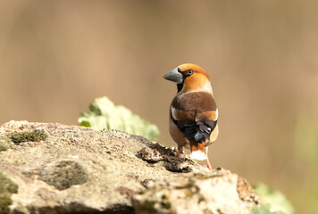 Male Hawfinch in breeding plumage with first morning light