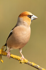 Male Hawfinch in breeding plumage with first morning light