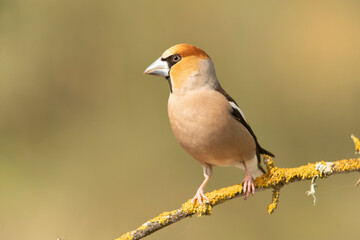 Male Hawfinch in breeding plumage with first morning light