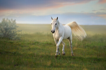 White arabian horse trotting in field