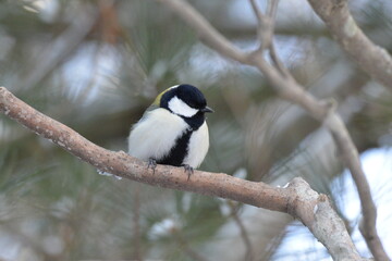 真冬の北海道の森の中、囀るシジュウカラ