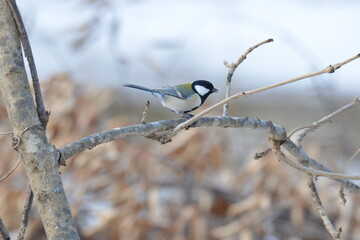 真冬の北海道の森の中、囀るシジュウカラ
