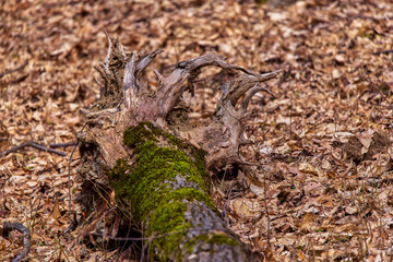 Tree bark with moss of a centennial chestnut in the winte