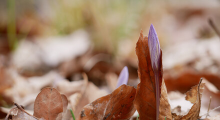 crocus lifting an old leave