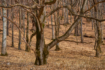 Barren chestnut tree in a deciduous centennial forest