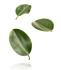 beautiful fresh green ficus leaves