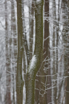 Snowy winter forest background. Beautiful spruce trees trunks pattern, sticked with snow in Czech republic