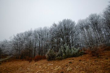 Fototapeta premium tree branches in the snow. Photo of snow covered branches of plants and trees in winter
