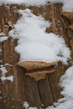 Close-up of a rotten stump with tree mushrooms covered by snow on a horizontal trunk during a winter in Czech republic
