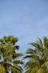 Two palm trees in the lower half of the picture, blue sky background 