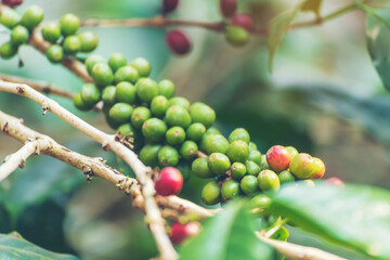 Ripe Red coffee bean berry plant fresh seed coffee tree growth in green eco organic farm. Close up red ripe seed robusta arabica berries harvest for  coffee garden. Fresh coffee bean green leaf bush