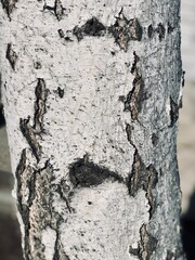 birch tree trunk close up