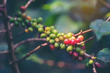 Ripe Red coffee bean berry plant fresh seed coffee tree growth in green eco organic farm. Close up red ripe seed robusta arabica berries harvest for  coffee garden. Fresh coffee bean green leaf bush