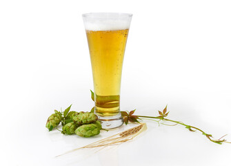 Glass of lager beer, hop cones and barley ear