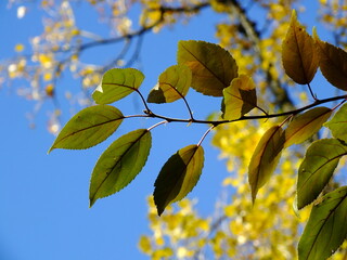 Hojas con forma lanceolada que se recortan sobre el cielo en un parque