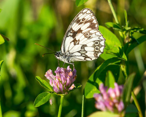Close up small white butterfly with black spots on the flower of grass.Black and white butterfly posing on a flower.