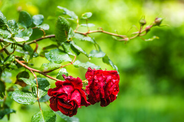 Soaked red rose, spring morning rain in the garden. 